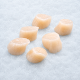 Verse Coquille