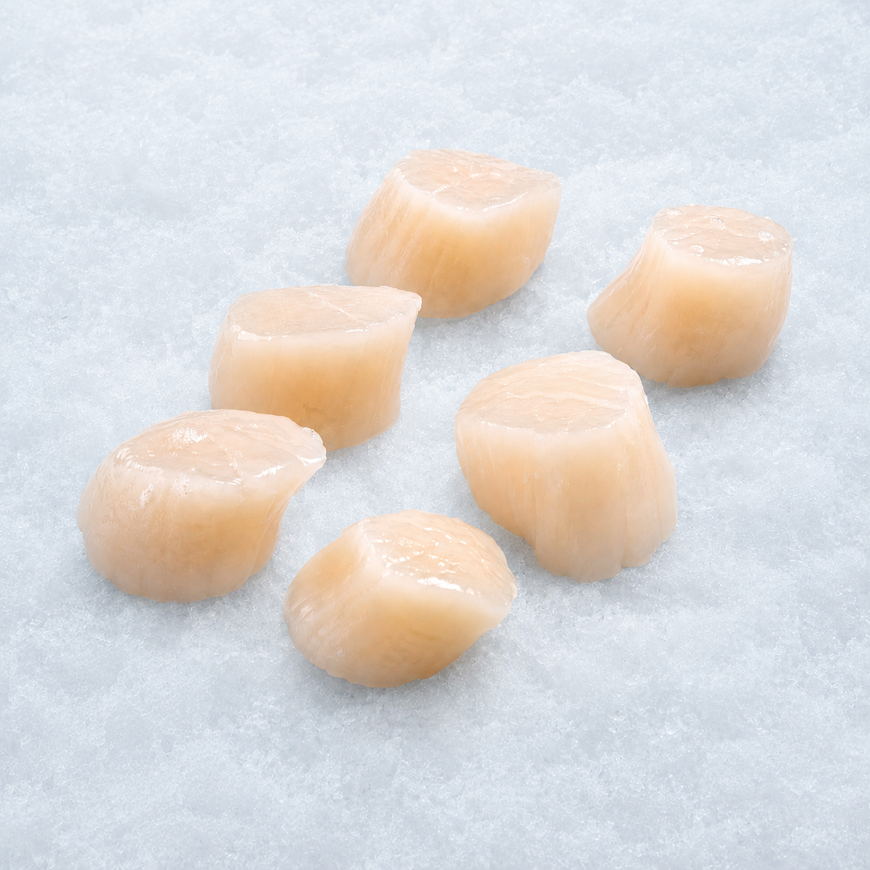 Verse Coquille