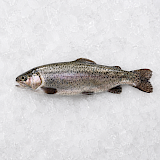 Verse Forel