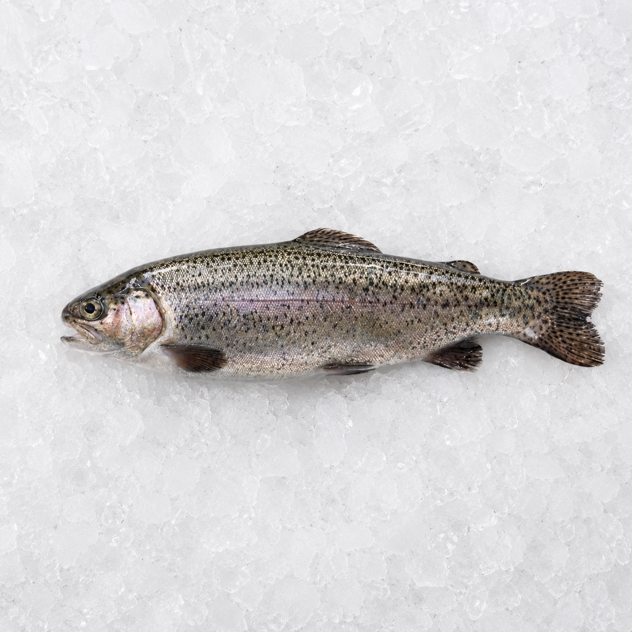 Verse Forel