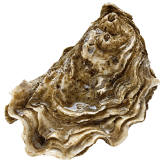 Verse Gillardeau Oesters