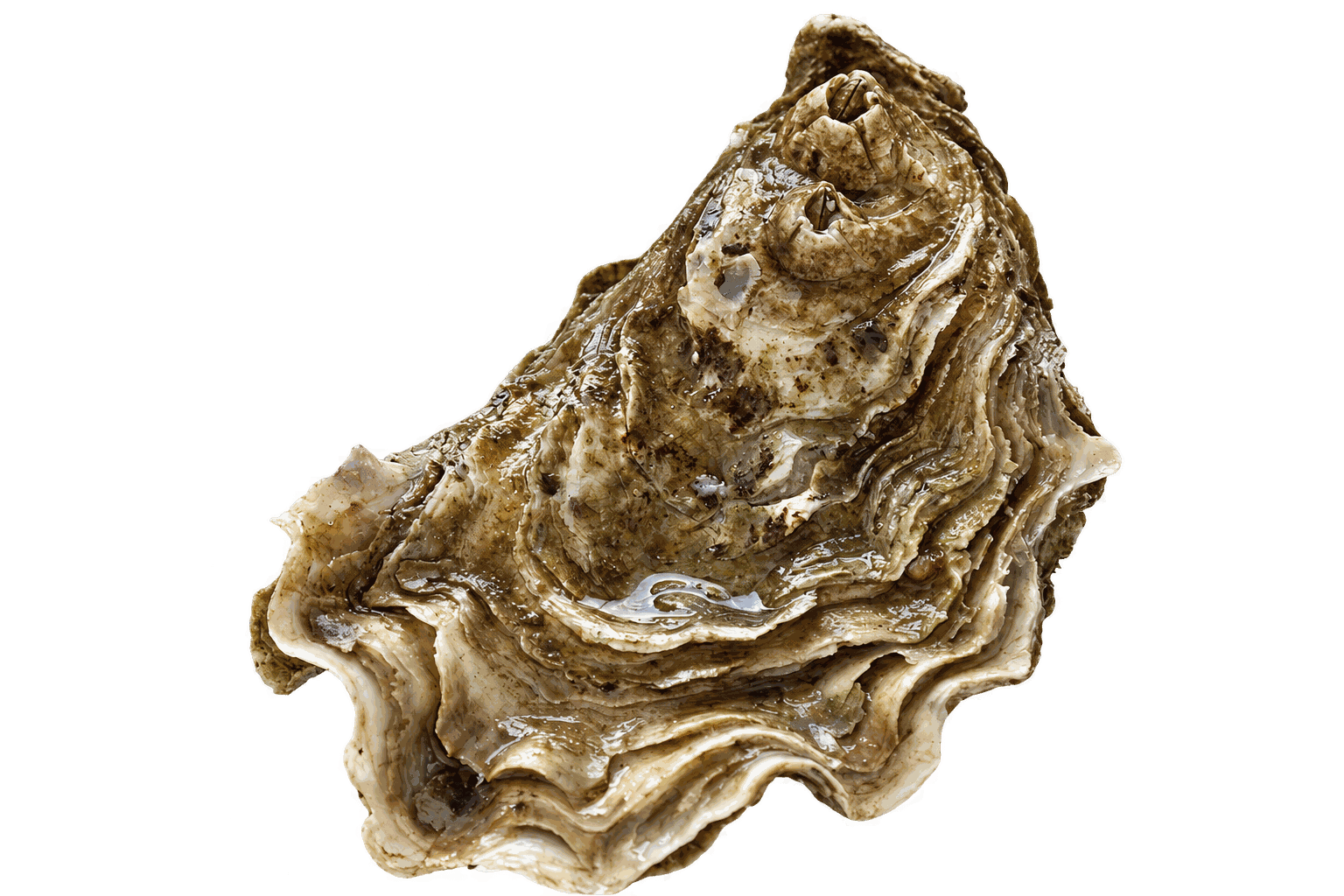Verse Gillardeau Oesters