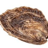 Verse Platte Zeeuwse Oester
