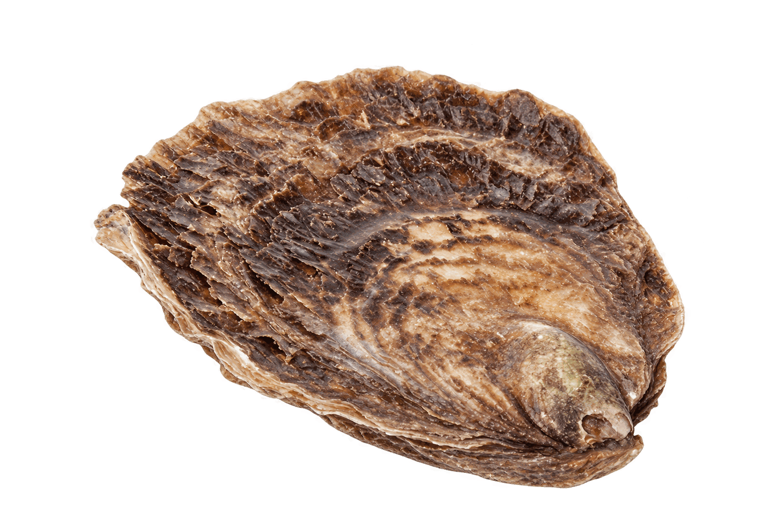 Verse Platte Zeeuwse Oester