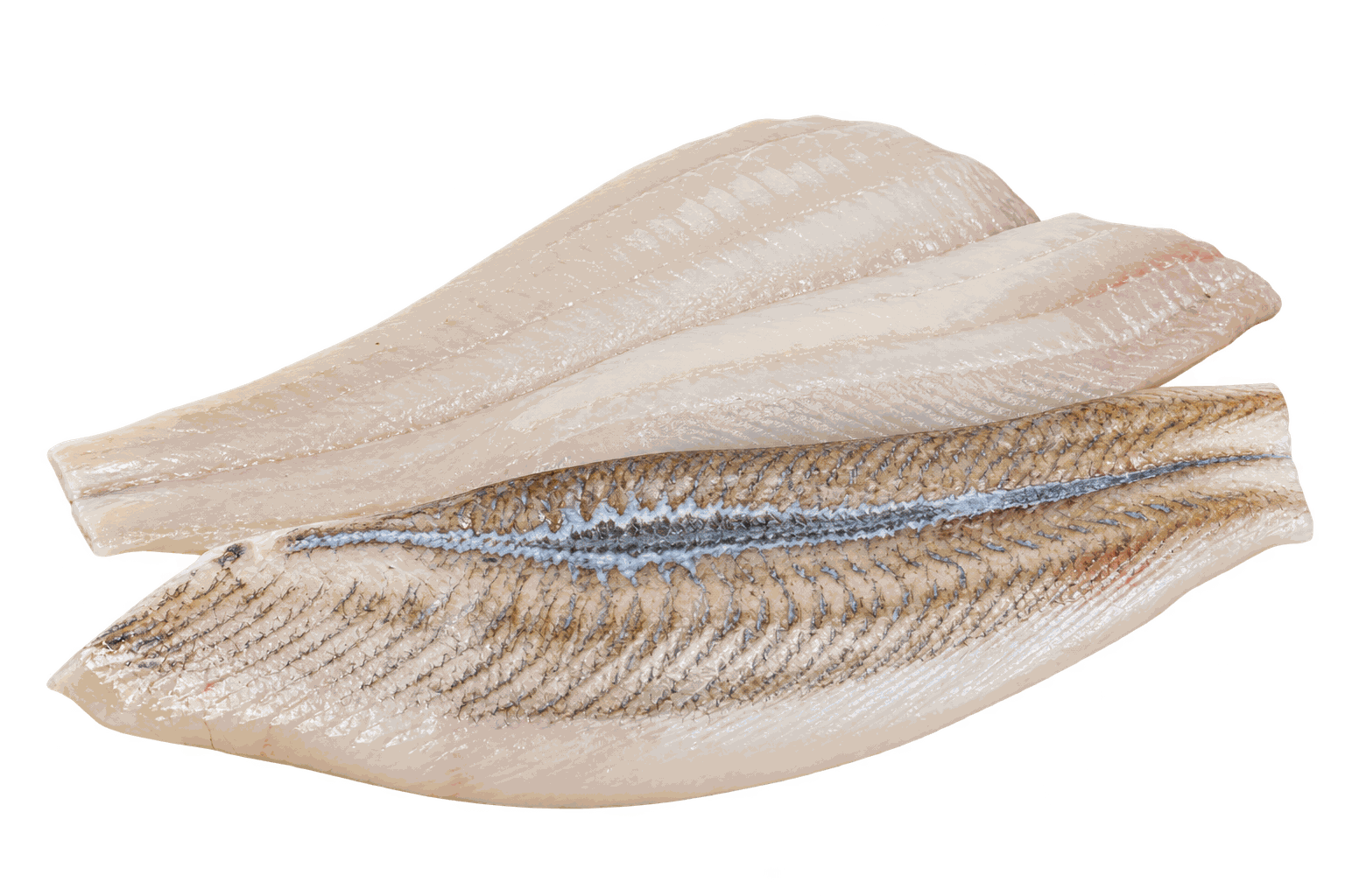 Verse Scholfilet