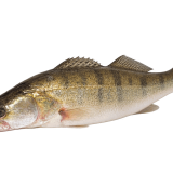 Verse Snoekbaars