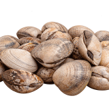 Verse Vongole
