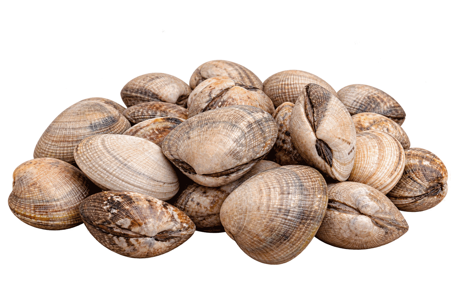 Verse Vongole