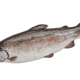 Verse Rode Forel (Zalmforel)