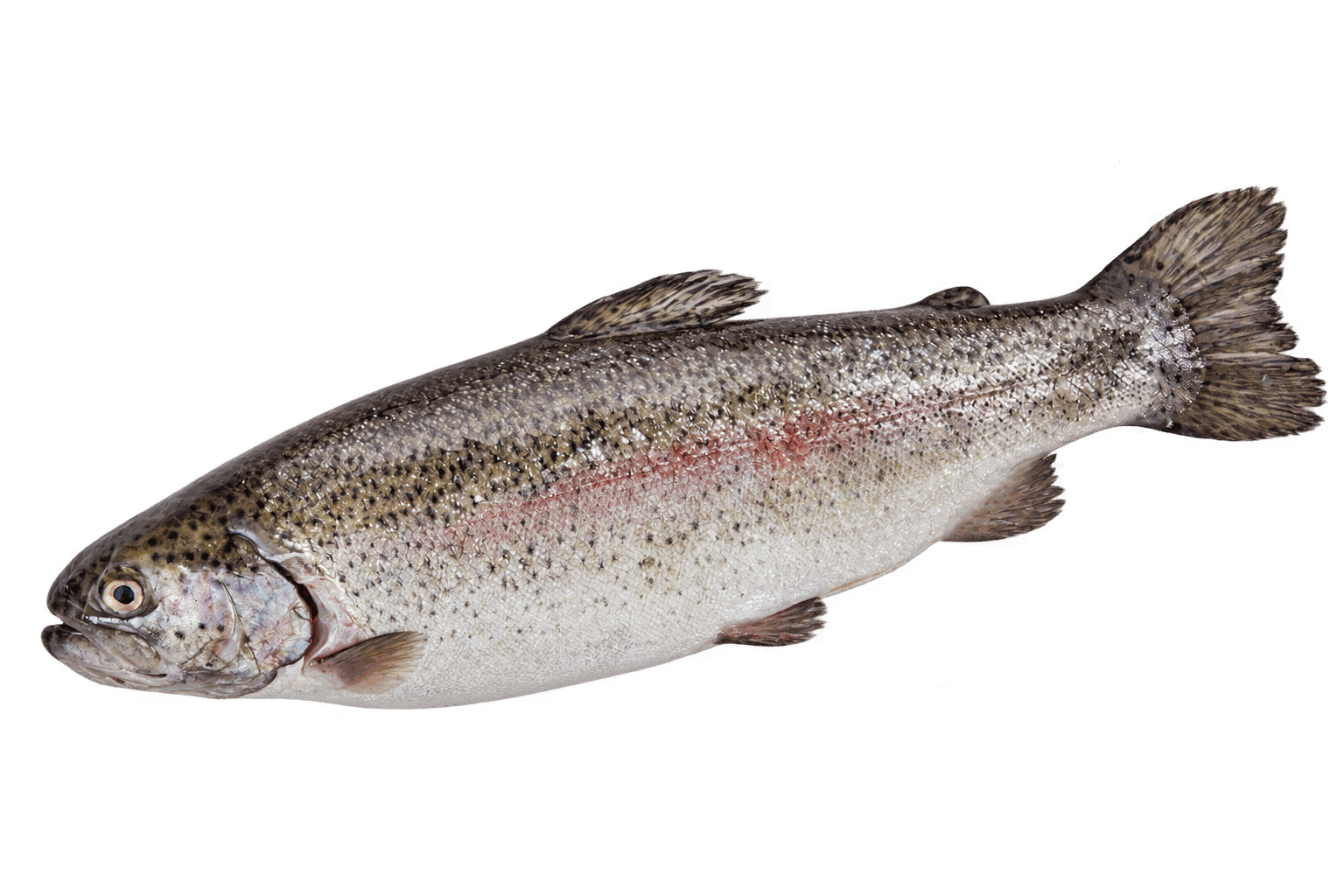Verse Rode Forel (Zalmforel)